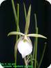 Brassavola flagellaris